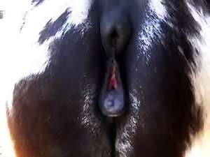300px x 225px - Horse pussy dripping - My zoo Wife - Bestiality Videos