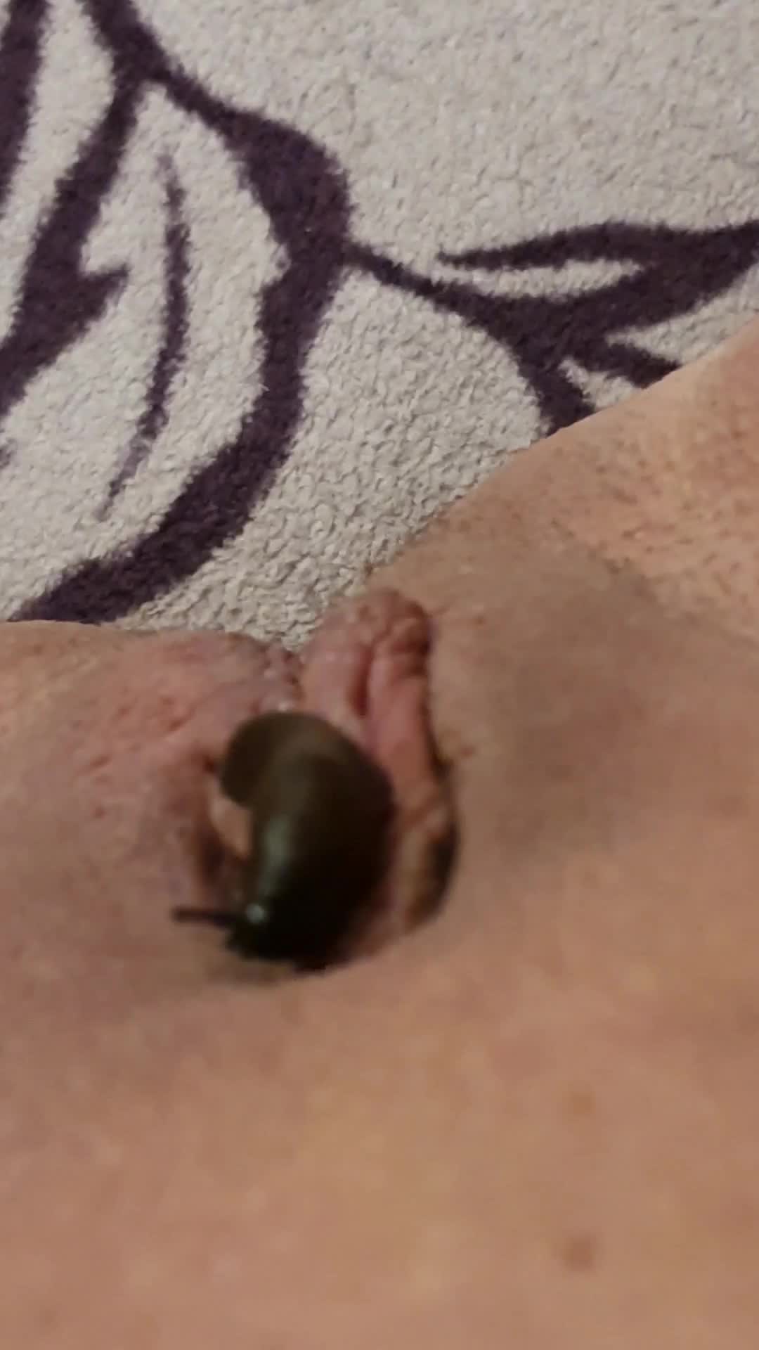 Insect pussy2 - My zoo Wife - Bestiality Videos