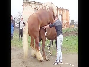 Horse²