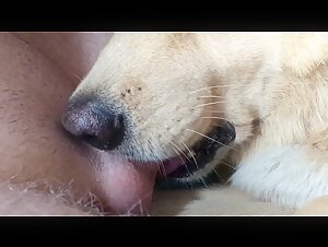 Female dog sucking the man