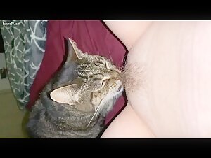 Cat licking pussy